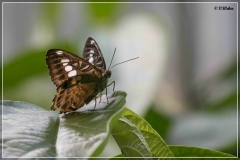 Ausflug ins Papiliorama mit dem Fotoklub 16.8.2014