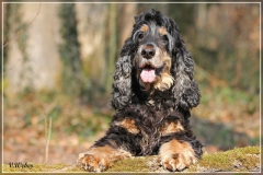 Hunde