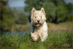 Hunde 2023