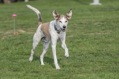 Hundeschule 2018