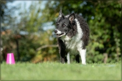 Hundeschule 2021