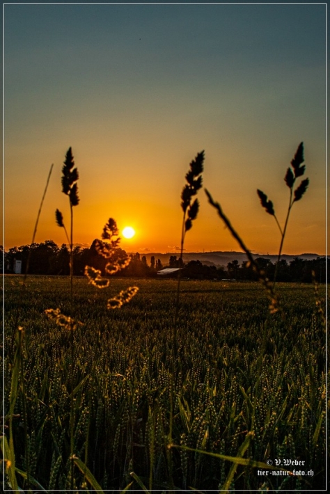 comp__MG_1743-1