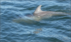 6. Delfin Tour Pensacola
