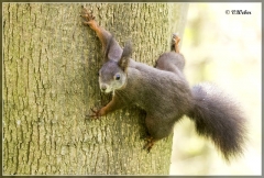 Eichhörnchen