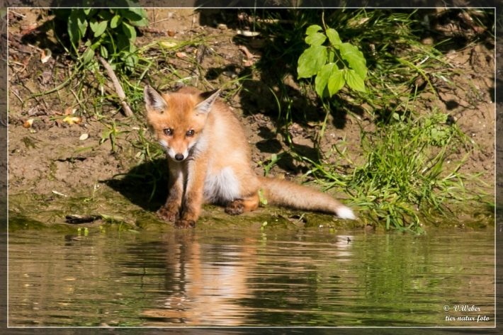 comp_IMG_4007-1