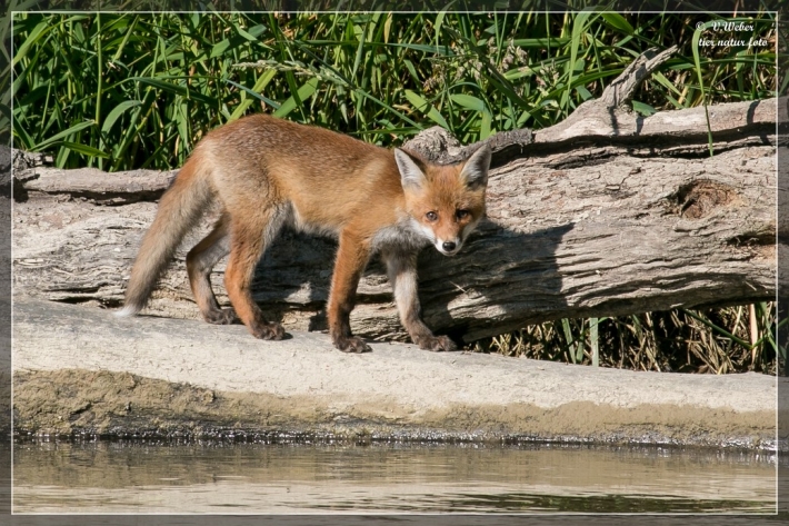 comp_IMG_4601-1