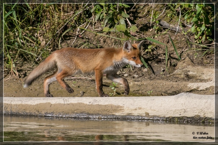 comp_IMG_4607-1
