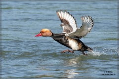 Vögel 2024