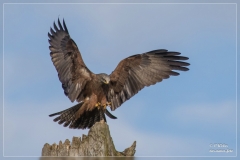 Vogelwelt Kadelburg und Umgebung 2016