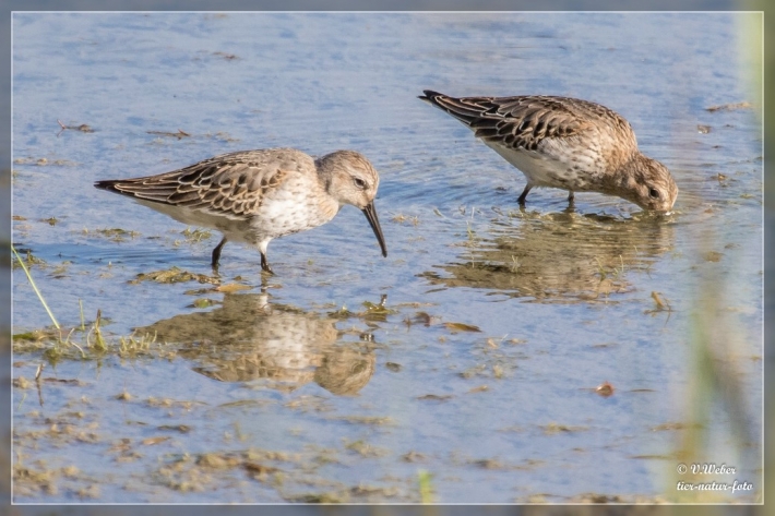 Alpenstrandläufer 3