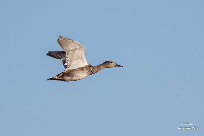 Schnatterente im Flug