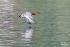 Vogelwelt am Greifensee und Umgebung 2016