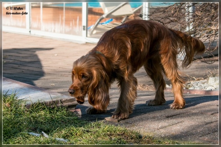 comp_IMG_6044-1