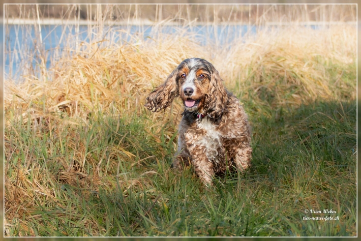 comp_IMG_5936-1