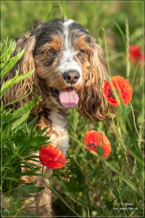 comp_IMG_6912-1