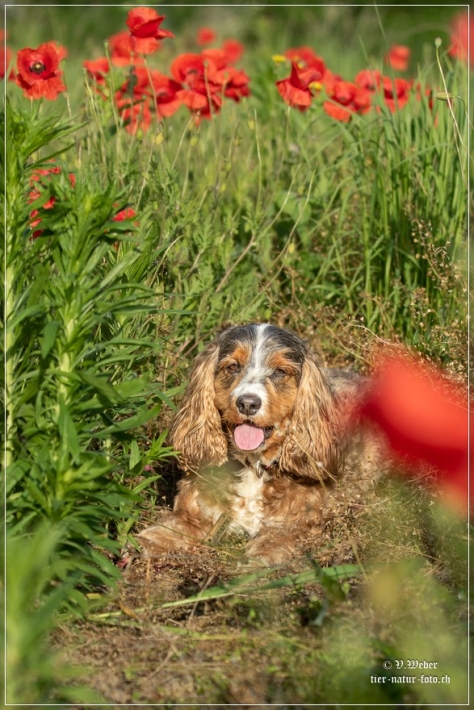 comp_IMG_6936-1