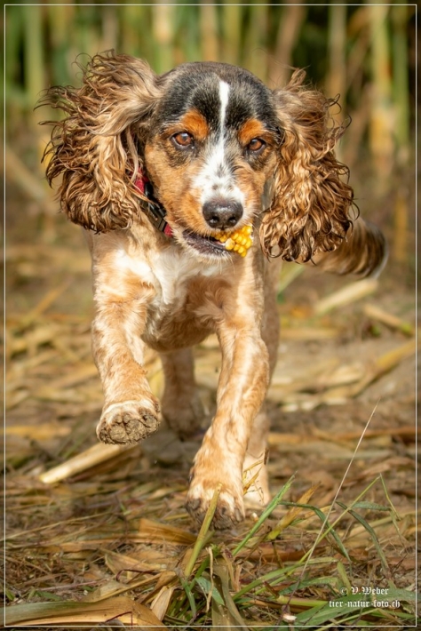 comp_IMG_8968-1