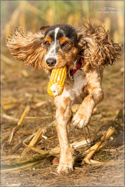 comp_IMG_8996-1
