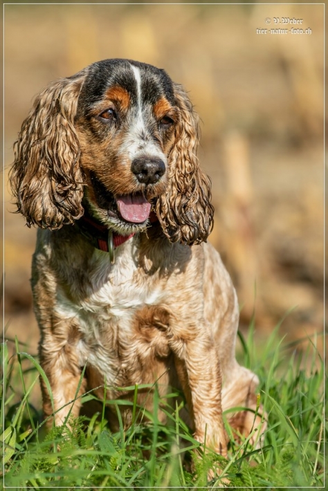 comp_IMG_9050-1