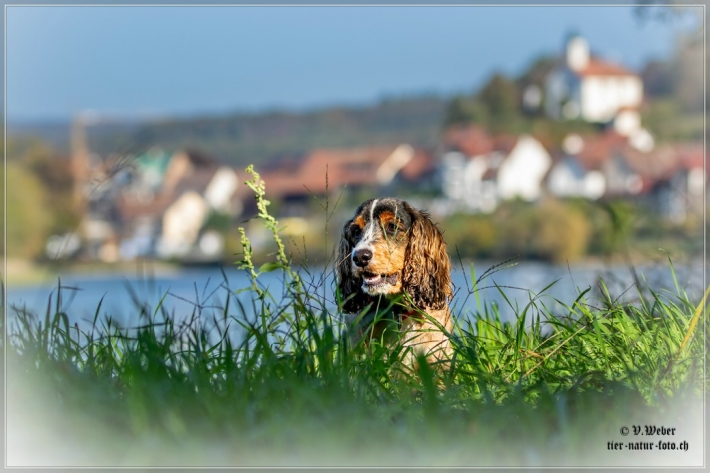 comp_IMG_9070-2