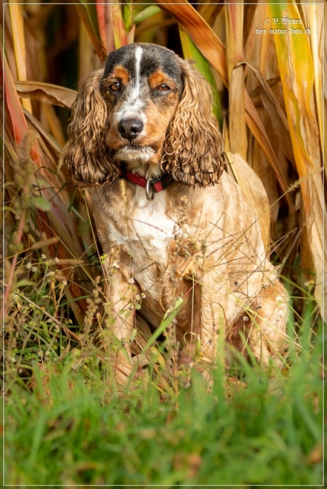comp_IMG_9179-1