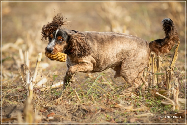 comp_IMG_9220-1