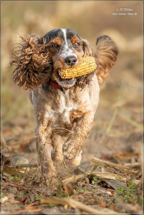 comp_IMG_9245-1