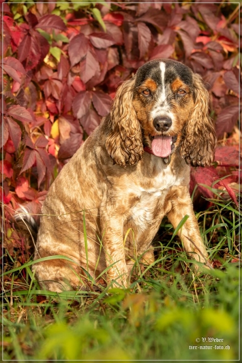 comp_IMG_9272-1