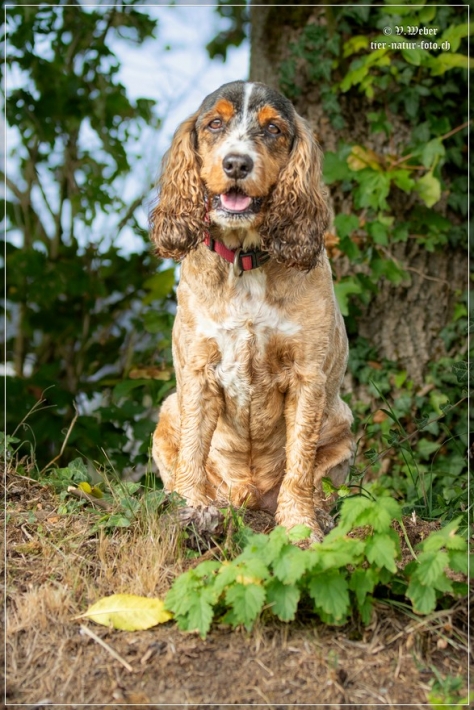 comp_IMG_9305-1