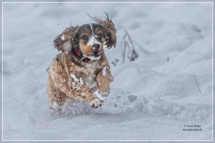 comp_IMG_9454-1