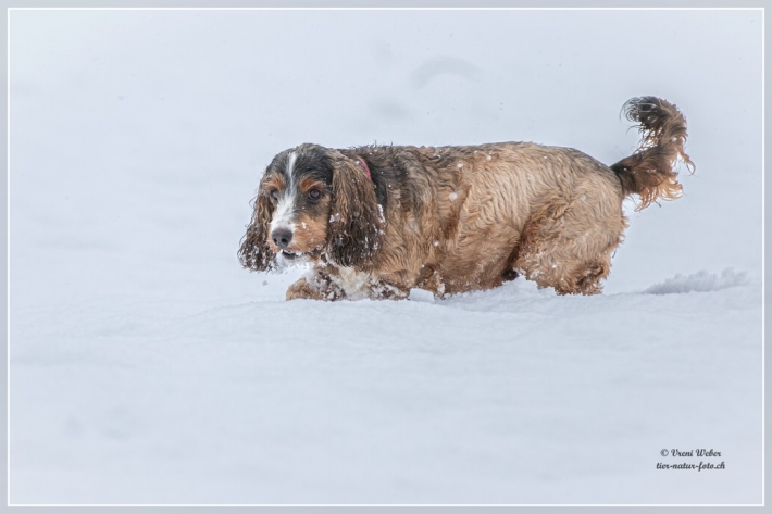 comp_IMG_9521-1