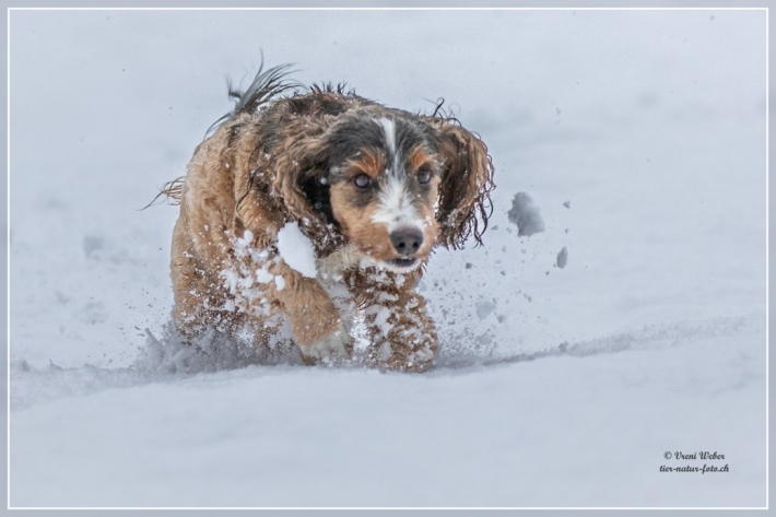 comp_IMG_9534-1