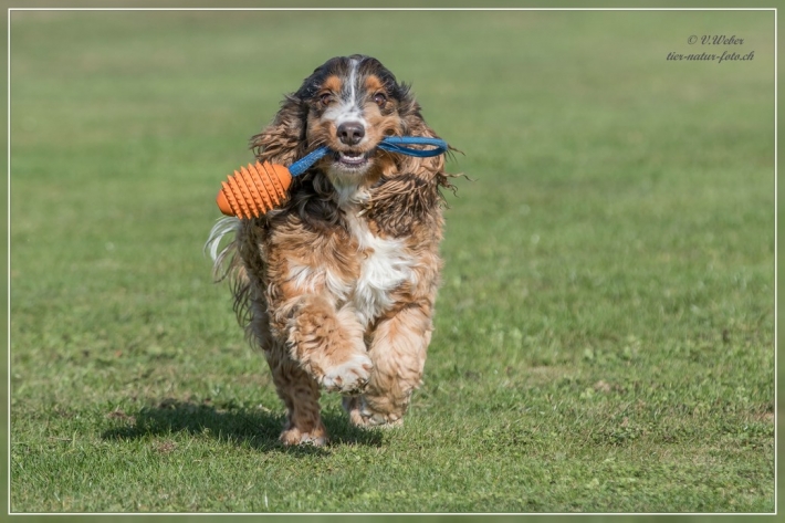 comp_IMG_0216-1