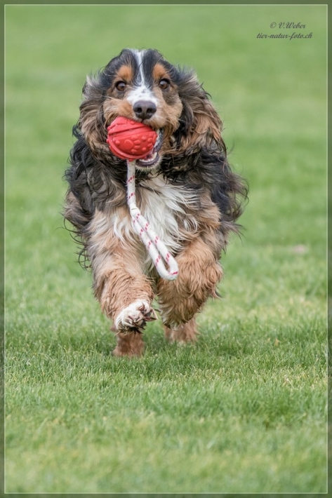 comp_IMG_8713-1