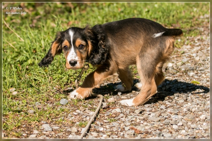 comp_IMG_7203-1