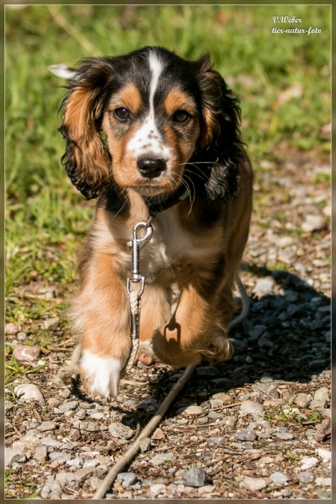 comp_IMG_7205-1
