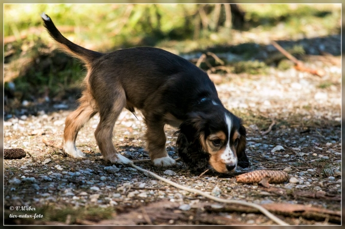comp_IMG_7230-1