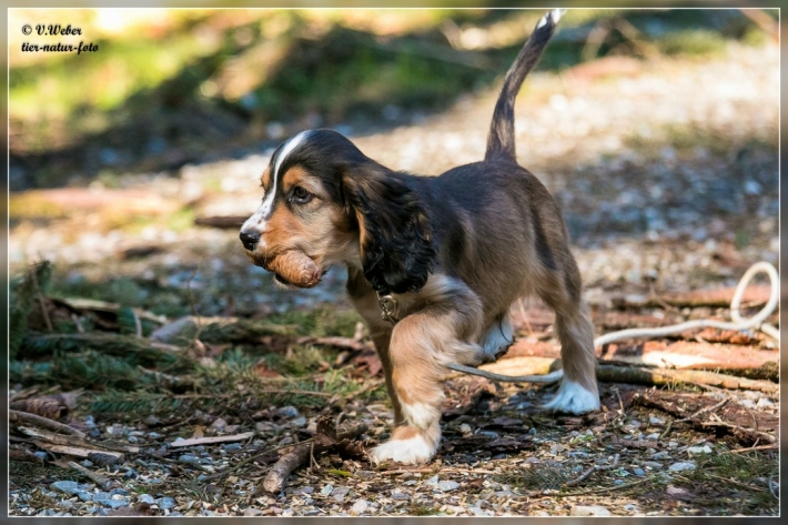 comp_IMG_7236-1