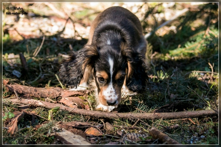 comp_IMG_7259-1