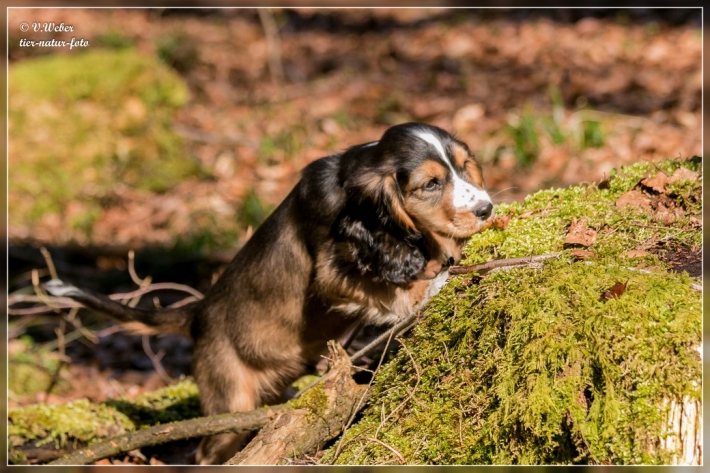 comp_IMG_7283-1