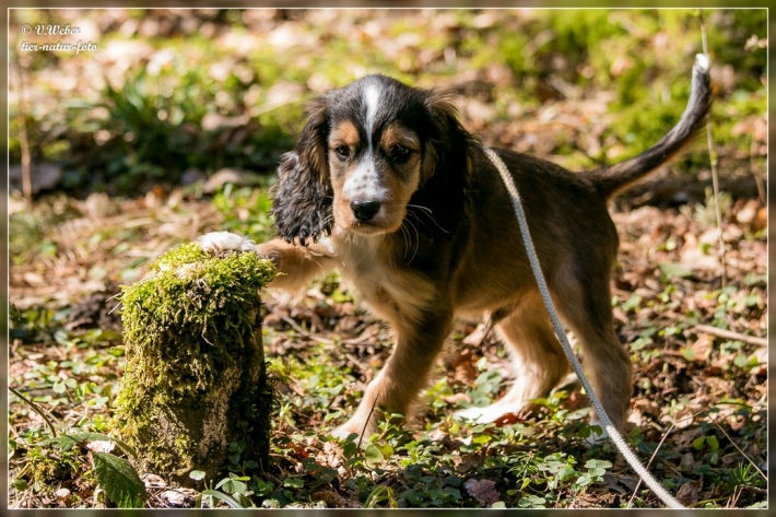comp_IMG_7285-1