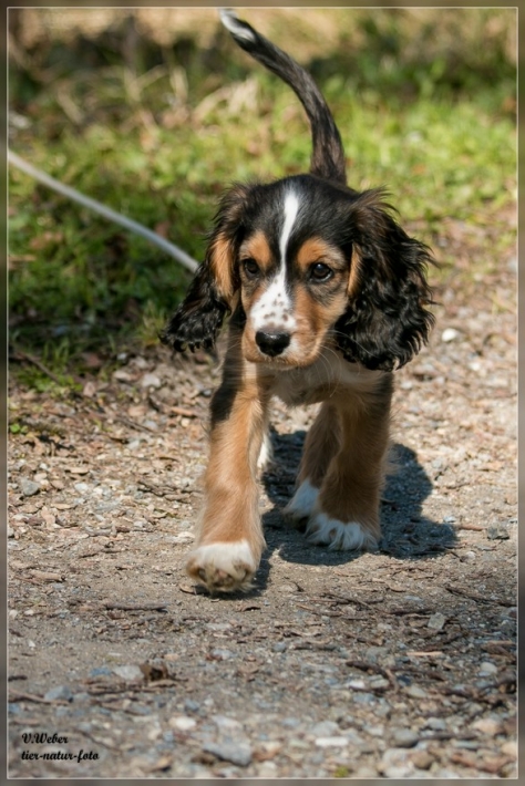 comp_IMG_7289-1