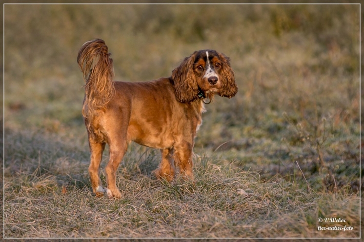 comp__D9Y1267-1