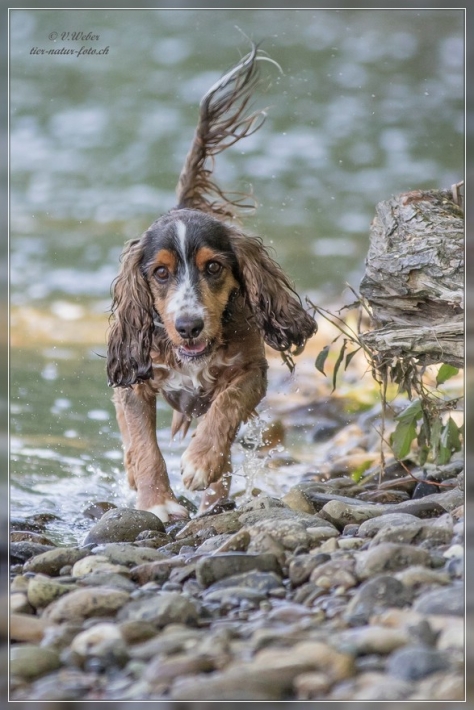 comp_IMG_6737-1