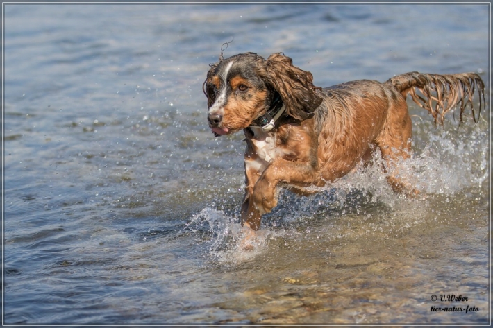 comp_IMG_6807-1