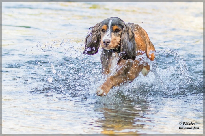 comp_IMG_6857-1