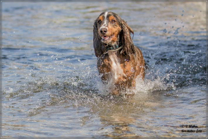 comp_IMG_6908-1