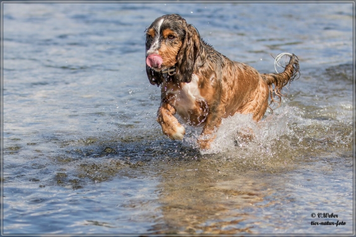 comp_IMG_6948-1