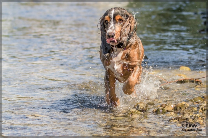 comp_IMG_6957-1