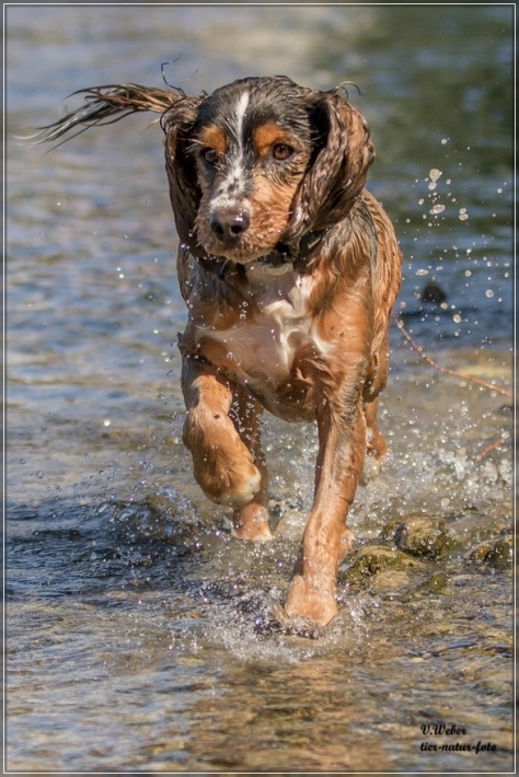 comp_IMG_6958-1